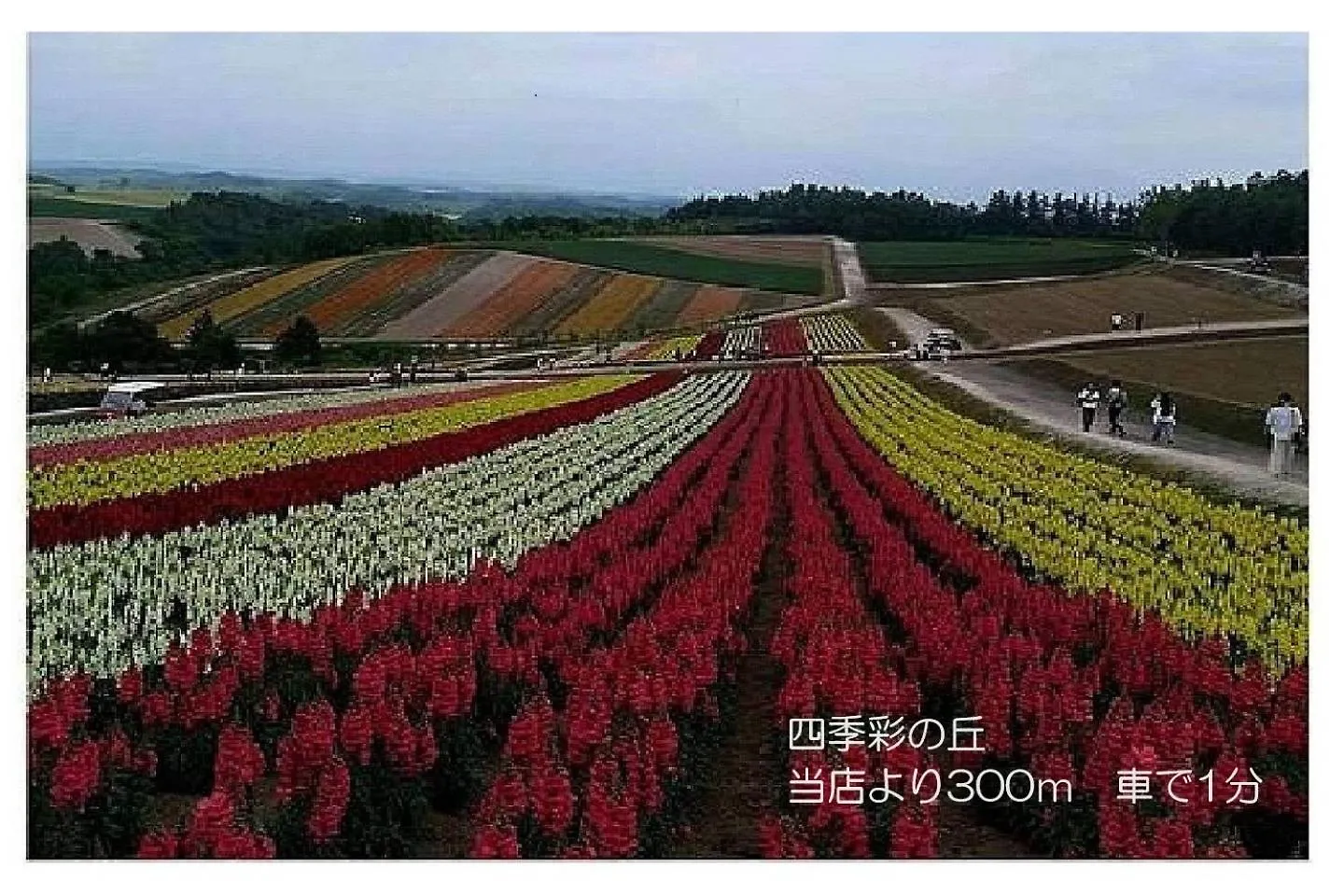 カフェロッジ Touch Wood Biei Japonsko